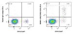 CD23 Antibody in Flow Cytometry (Flow)