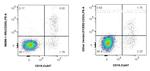 CD23 Antibody in Flow Cytometry (Flow)