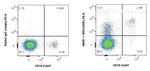CD200 Antibody in Flow Cytometry (Flow)
