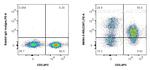 CD97 Antibody in Flow Cytometry (Flow)