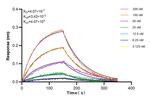 CD9 Antibody in Surface plasmon resonance (SPR)