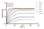 CD70 Antibody in Surface plasmon resonance (SPR)