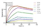 TNFRSF13B/CD267 Antibody in Surface plasmon resonance (SPR)