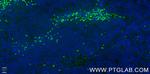 TNFRSF9/CD137 Antibody in Immunohistochemistry (PFA fixed) (IHC (PFA))
