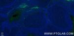 TNFRSF9/CD137 Antibody in Immunohistochemistry (PFA fixed) (IHC (PFA))