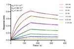 CD98 Antibody in Surface plasmon resonance (SPR)