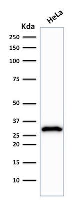 Cdk1/p34cdc2 Antibody in Western Blot (WB)