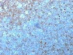 Cdk1/p34cdc2 Monoclonal Antibody (POH-1 (cdc2.1))