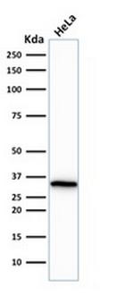 Cdk1/p34cdc2 Antibody in Western Blot (WB)
