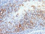Cdc20 (Cell Division Cycle Protein 20) Antibody in Immunohistochemistry (Paraffin) (IHC (P))