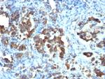 Cdc20 (Cell Division Cycle Protein 20) Monoclonal Antibody (CDC20, 1102)