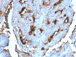 Cell Division Cycle 34 homolog Monoclonal Antibody (CPTC-CDC34-2)