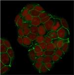 E-Cadherin/ CD324 (Intercellular Junction Marker) Antibody in Immunocytochemistry (ICC/IF)