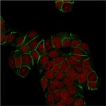 E-Cadherin/ CD324 (Intercellular Junction Marker) Antibody in Immunocytochemistry (ICC/IF)