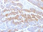 E-Cadherin (CDH1)/CD324 Antibody in Immunohistochemistry (Paraffin) (IHC (P))