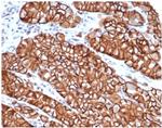 E-Cadherin (CDH1)/CD324 Antibody in Immunohistochemistry (Paraffin) (IHC (P))