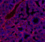 Mouse IgG (H+L) Cross-Adsorbed Secondary Antibody in Immunohistochemistry (Frozen) (IHC (F))