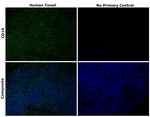 Rat IgG (H+L) Cross-Adsorbed Secondary Antibody in Immunohistochemistry (Paraffin) (IHC (P))