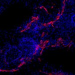 Rabbit IgG (H+L) Highly Cross-Adsorbed Secondary Antibody in Immunohistochemistry (Frozen) (IHC (F))