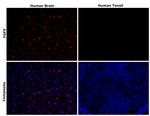 Rabbit IgG (H+L) Highly Cross-Adsorbed Secondary Antibody in Immunohistochemistry (Paraffin) (IHC (P))