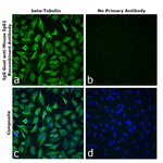 Donkey anti-Goat IgG (H+L) Cross-Adsorbed Secondary Antibody, Alexa Fluor™ 488