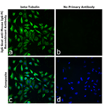 Goat IgG (H+L) Cross-Adsorbed Secondary Antibody in Immunocytochemistry (ICC/IF)