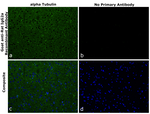 Goat IgG (H+L) Cross-Adsorbed Secondary Antibody in Immunohistochemistry (Paraffin) (IHC (P))