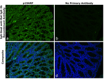 Goat IgG (H+L) Cross-Adsorbed Secondary Antibody in Immunohistochemistry (Paraffin) (IHC (P))