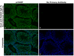 Goat IgG (H+L) Cross-Adsorbed Secondary Antibody in Immunohistochemistry (Paraffin) (IHC (P))