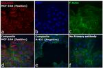 F(ab')2-Goat anti-Rabbit IgG (H+L) Cross-Adsorbed Secondary Antibody, Alexa Fluor™ 546