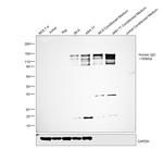 Goat anti-Human IgG (H+L) Secondary Antibody, HRP