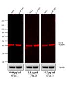 Rabbit IgG (H+L) Cross-Adsorbed Secondary Antibody in Western Blot (WB)