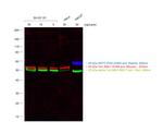 Goat anti-Mouse IgM (Heavy chain) Cross-Adsorbed Secondary Antibody, Alexa Fluor™ 633
