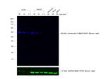 Goat anti-Mouse IgG (H+L) Cross-Adsorbed Secondary Antibody, Alexa Fluor™ 680