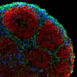 Goat anti-Rat IgG (H+L) Cross-Adsorbed Secondary Antibody, Alexa Fluor™ 350