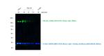 Donkey anti-Sheep IgG (H+L) Cross-Adsorbed Secondary Antibody, Alexa Fluor™ 680