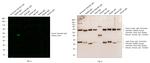 Syrian Hamster IgG (H+L) Cross-Adsorbed Secondary Antibody in Western Blot (WB)