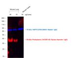Goat anti-Syrian Hamster IgG (H+L) Cross-Adsorbed Secondary Antibody, Alexa Fluor™ 546