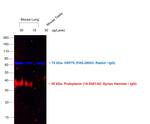 Goat anti-Syrian Hamster IgG (H+L) Cross-Adsorbed Secondary Antibody, Alexa Fluor™ 568