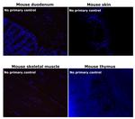 Mouse IgG1 Cross-Adsorbed Secondary Antibody in Immunohistochemistry (Paraffin) (IHC (P))
