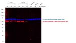 Mouse IgG1 Cross-Adsorbed Secondary Antibody in Western Blot (WB)
