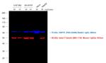Mouse IgG2a Cross-Adsorbed Secondary Antibody in Western Blot (WB)