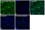 Rabbit IgG (H+L) Highly Cross-Adsorbed Secondary Antibody in Immunocytochemistry (ICC/IF)