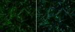 Rabbit IgG (H+L) Highly Cross-Adsorbed Secondary Antibody in Immunocytochemistry (ICC/IF)