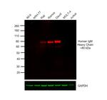 Human IgM (Heavy chain) Cross-Adsorbed Secondary Antibody in Western Blot (WB)