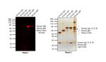 Human IgM (Heavy chain) Cross-Adsorbed Secondary Antibody in Western Blot (WB)