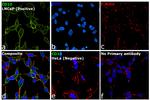 F(ab')2-Rabbit anti-Goat IgG (H+L) Cross-Adsorbed Secondary Antibody, Alexa Fluor™ 488