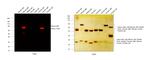 Mouse IgM (Heavy chain) Secondary Antibody in Western Blot (WB)