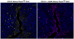 Mouse IgM (Heavy chain) Secondary Antibody in Immunohistochemistry (Paraffin) (IHC (P))