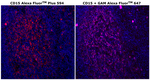 Mouse IgM (Heavy chain) Secondary Antibody in Immunohistochemistry (Paraffin) (IHC (P))